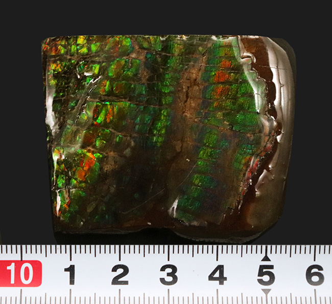 グリーンドラゴン！見事な鱗模様が見られるカナダ・アルバータで発見されたアンモライト（Ammolite）の原石（その8）