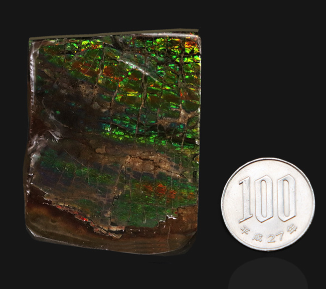 グリーンドラゴン！見事な鱗模様が見られるカナダ・アルバータで発見されたアンモライト（Ammolite）の原石（その9）