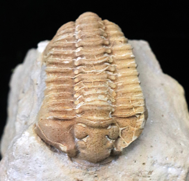 珍しい!米国ウィスコンシン州のシルル紀のライムストーンから発見された三葉虫、カリメネ(Calymene)のマルチプレート標本(その2)