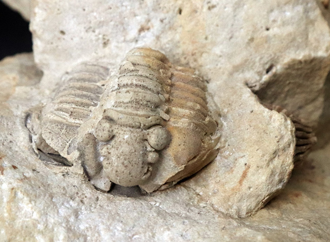 珍しい!米国ウィスコンシン州のシルル紀のライムストーンから発見された三葉虫、カリメネ(Calymene)のマルチプレート標本(その3)