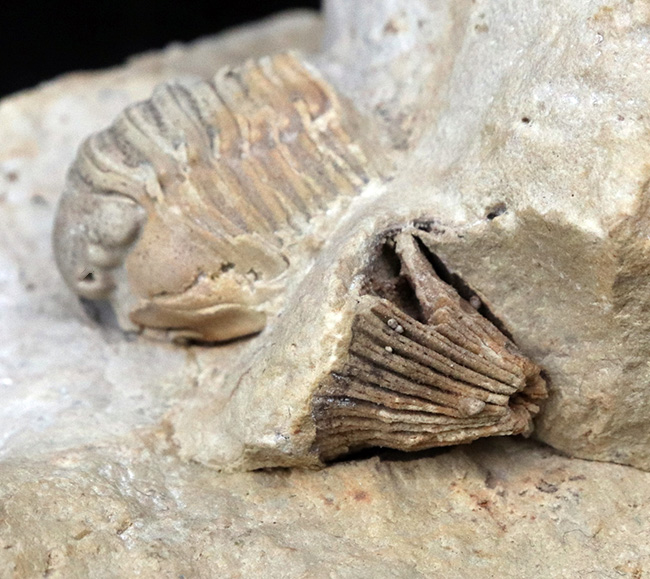 珍しい!米国ウィスコンシン州のシルル紀のライムストーンから発見された三葉虫、カリメネ(Calymene)のマルチプレート標本(その4)