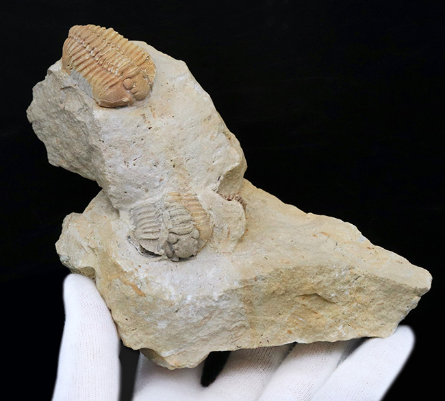 珍しい!米国ウィスコンシン州のシルル紀のライムストーンから発見された三葉虫、カリメネ(Calymene)のマルチプレート標本(その5)