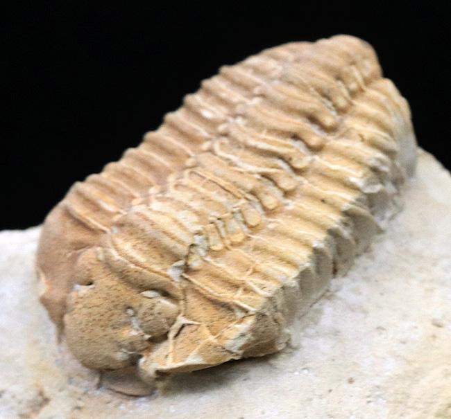 珍しい!米国ウィスコンシン州のシルル紀のライムストーンから発見された三葉虫、カリメネ(Calymene)のマルチプレート標本(その6)