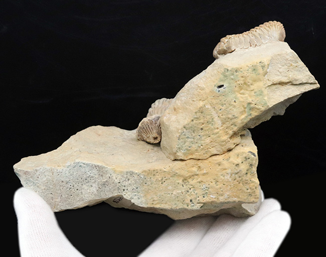 珍しい!米国ウィスコンシン州のシルル紀のライムストーンから発見された三葉虫、カリメネ(Calymene)のマルチプレート標本(その7)