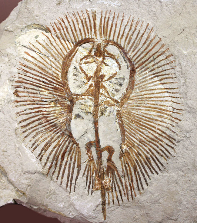 ベストコンディション、人気のレバノン産化石、美しい石灰岩に浮かぶ古代の絶滅アカエイ、サイクロバチス（Cyclobatis oligodactylus）（その1）