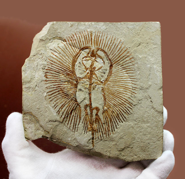 ベストコンディション、人気のレバノン産化石、美しい石灰岩に浮かぶ古代の絶滅アカエイ、サイクロバチス（Cyclobatis oligodactylus）（その10）