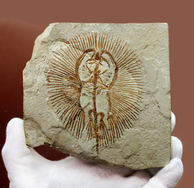 ベストコンディション、人気のレバノン産化石、美しい石灰岩に浮かぶ古代の絶滅アカエイ、サイクロバチス(Cyclobatis oligodactylus)(その10)