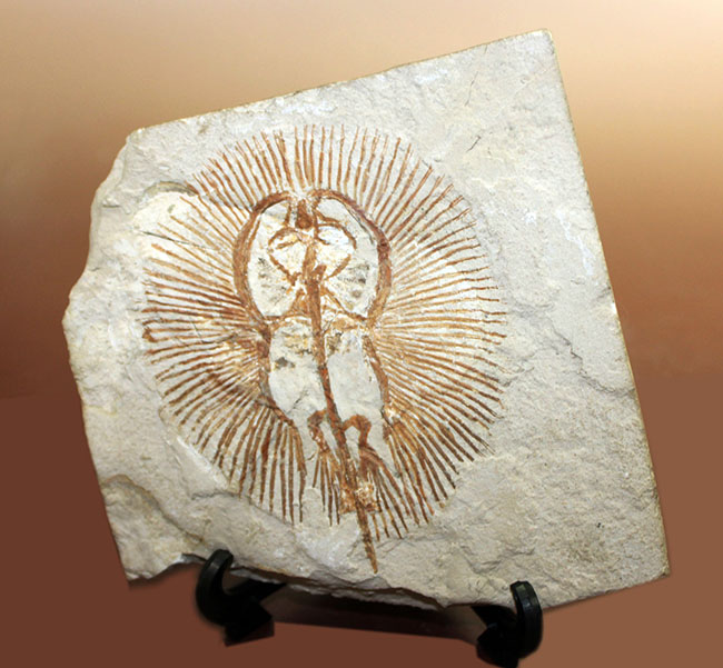 ベストコンディション、人気のレバノン産化石、美しい石灰岩に浮かぶ古代の絶滅アカエイ、サイクロバチス（Cyclobatis oligodactylus）（その2）