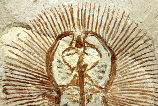 ベストコンディション、人気のレバノン産化石、美しい石灰岩に浮かぶ古代の絶滅アカエイ、サイクロバチス（Cyclobatis oligodactylus）（その3）