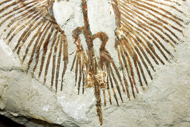 ベストコンディション、人気のレバノン産化石、美しい石灰岩に浮かぶ古代の絶滅アカエイ、サイクロバチス（Cyclobatis oligodactylus）（その5）