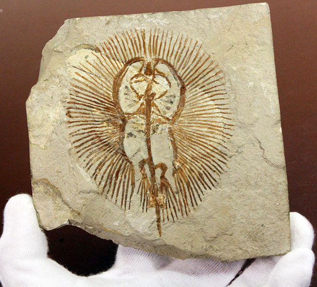 ベストコンディション、人気のレバノン産化石、美しい石灰岩に浮かぶ古代の絶滅アカエイ、サイクロバチス（Cyclobatis oligodactylus）（その6）
