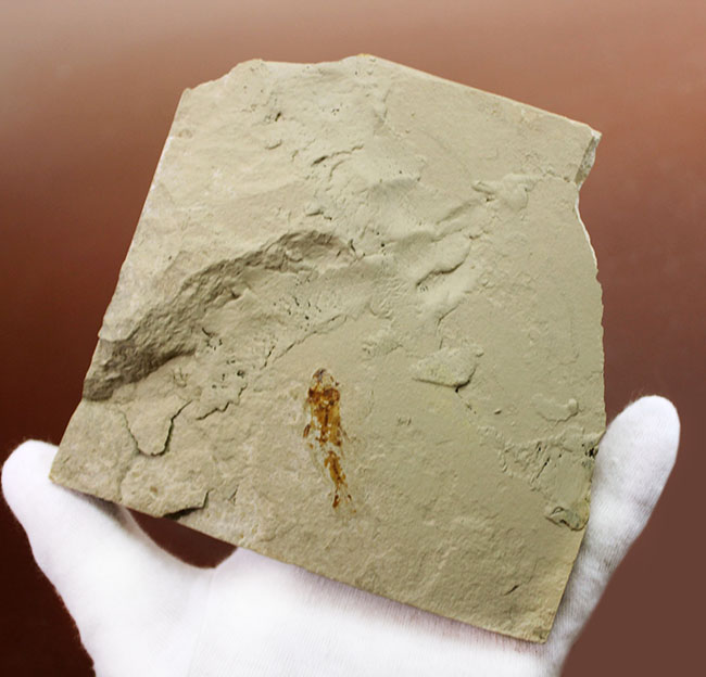 ベストコンディション、人気のレバノン産化石、美しい石灰岩に浮かぶ古代の絶滅アカエイ、サイクロバチス（Cyclobatis oligodactylus）（その7）