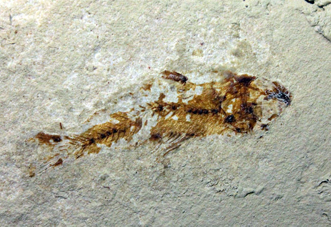 ベストコンディション、人気のレバノン産化石、美しい石灰岩に浮かぶ古代の絶滅アカエイ、サイクロバチス（Cyclobatis oligodactylus）（その8）