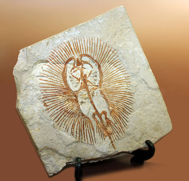 ベストコンディション、人気のレバノン産化石、美しい石灰岩に浮かぶ古代の絶滅アカエイ、サイクロバチス（Cyclobatis oligodactylus）（その9）