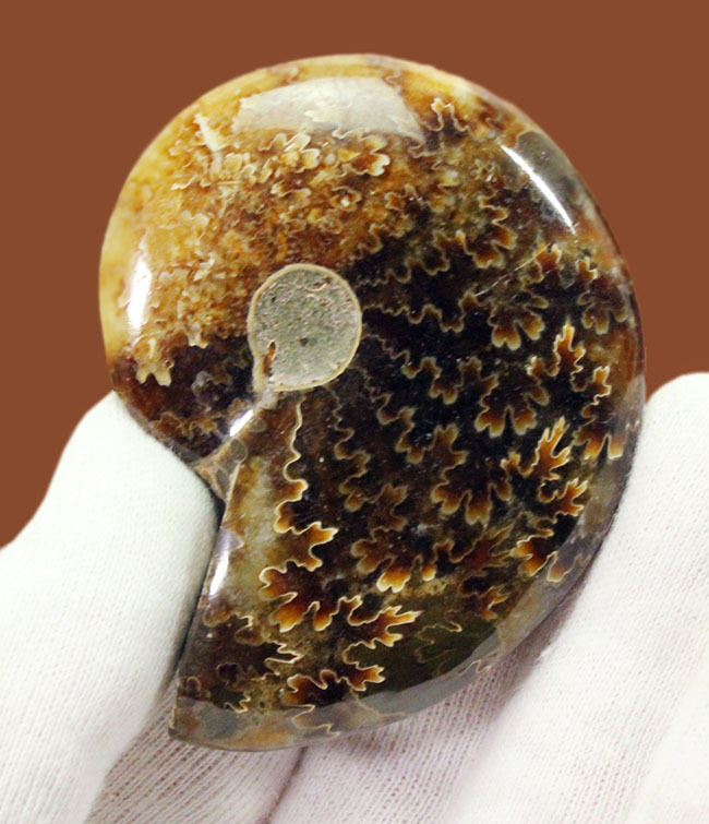 全面ポリッシュ！手触りの良い、メノウ化したマダガスカル産アンモナイト（Ammonite sp.）。（その1）