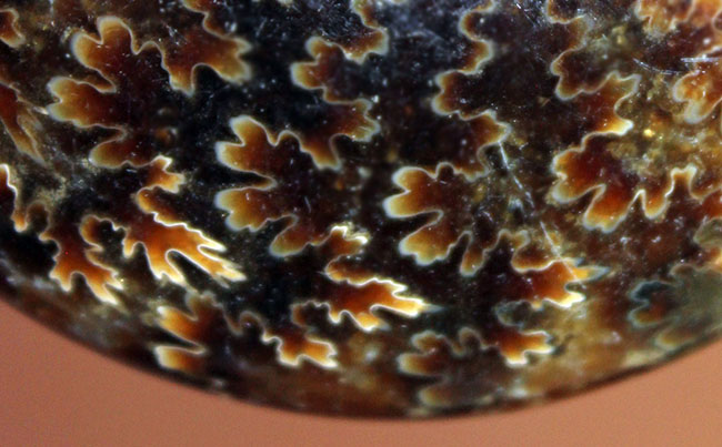 全面ポリッシュ！手触りの良い、メノウ化したマダガスカル産アンモナイト（Ammonite sp.）。（その2）