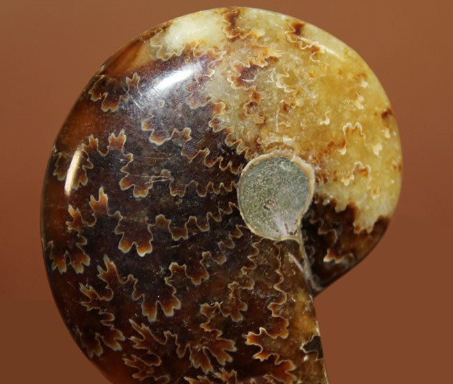 全面ポリッシュ！手触りの良い、メノウ化したマダガスカル産アンモナイト（Ammonite sp.）。（その3）