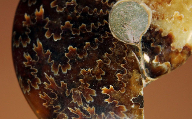 全面ポリッシュ!手触りの良い、メノウ化したマダガスカル産アンモナイト(Ammonite sp.)。(その4)