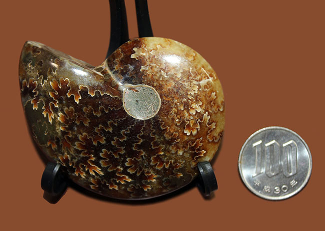 全面ポリッシュ!手触りの良い、メノウ化したマダガスカル産アンモナイト(Ammonite sp.)。(その6)