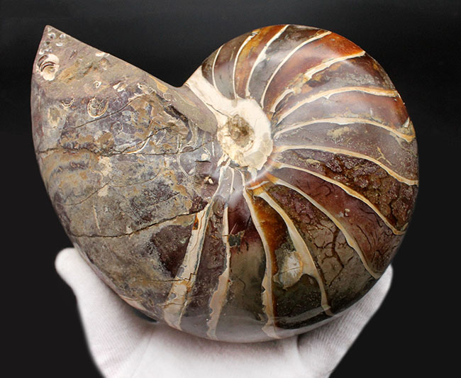 極めて巨大！２５００グラムオーバー、厚み１０センチオーバー！殻の一部に遊色あり！見どころ満載の、恐竜時代のオウムガイ、キマトセラス（Cymatoceras sp.）の高品位化石（その1）