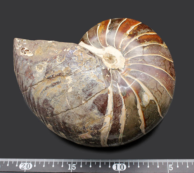 極めて巨大！２５００グラムオーバー、厚み１０センチオーバー！殻の一部に遊色あり！見どころ満載の、恐竜時代のオウムガイ、キマトセラス（Cymatoceras sp.）の高品位化石（その10）