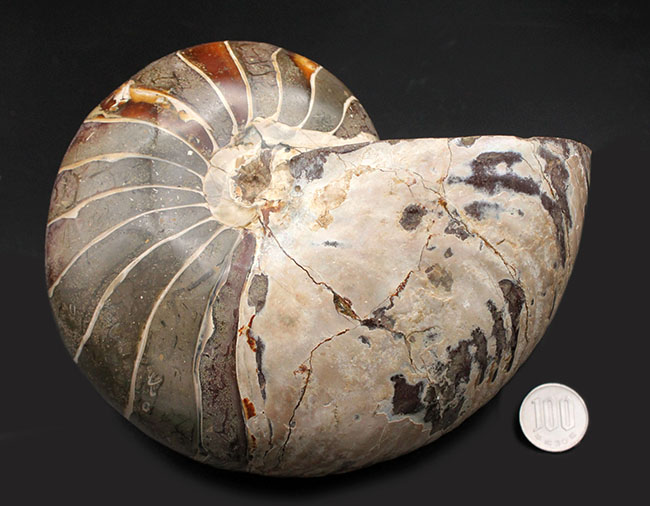 極めて巨大！２５００グラムオーバー、厚み１０センチオーバー！殻の一部に遊色あり！見どころ満載の、恐竜時代のオウムガイ、キマトセラス（Cymatoceras sp.）の高品位化石（その11）