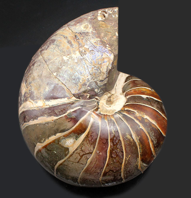 極めて巨大！２５００グラムオーバー、厚み１０センチオーバー！殻の一部に遊色あり！見どころ満載の、恐竜時代のオウムガイ、キマトセラス（Cymatoceras sp.）の高品位化石（その2）