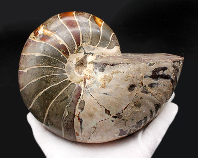極めて巨大！２５００グラムオーバー、厚み１０センチオーバー！殻の一部に遊色あり！見どころ満載の、恐竜時代のオウムガイ、キマトセラス（Cymatoceras sp.）の高品位化石（その3）