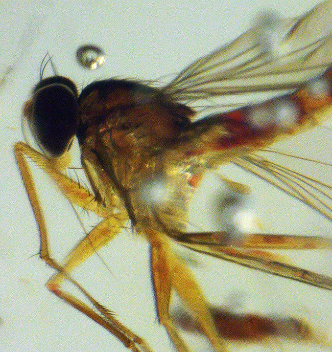100万年前の森を内包した、12センチ超えのロングサイズ!クモをはじめ、多種多様な虫を内包したコーパル(Copal)(その1)