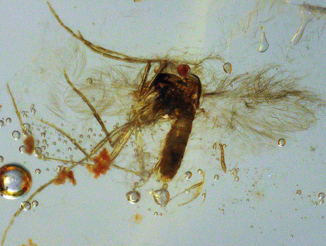 100万年前の森を内包した、12センチ超えのロングサイズ!クモをはじめ、多種多様な虫を内包したコーパル(Copal)(その10)