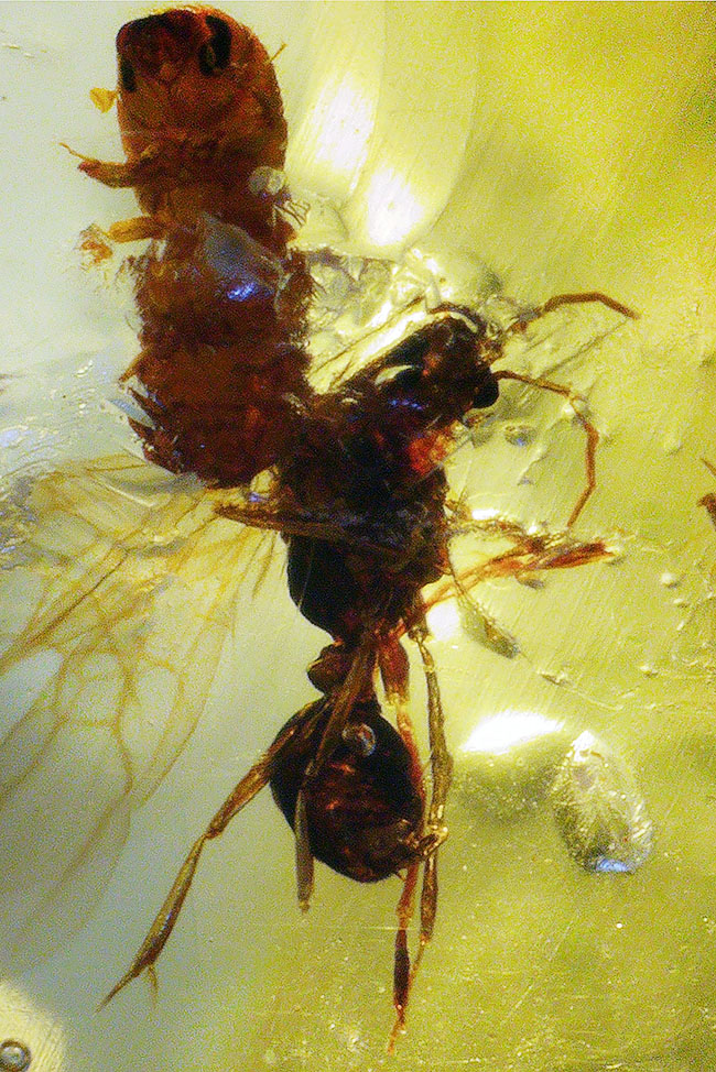 100万年前の森を内包した、12センチ超えのロングサイズ!クモをはじめ、多種多様な虫を内包したコーパル(Copal)(その11)