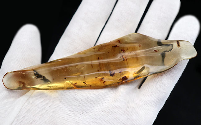 100万年前の森を内包した、12センチ超えのロングサイズ!クモをはじめ、多種多様な虫を内包したコーパル(Copal)(その3)