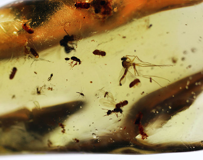 100万年前の森を内包した、12センチ超えのロングサイズ!クモをはじめ、多種多様な虫を内包したコーパル(Copal)(その4)