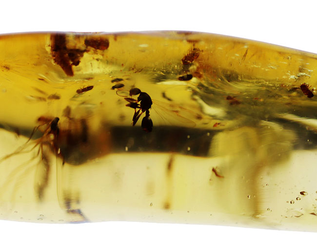 100万年前の森を内包した、12センチ超えのロングサイズ!クモをはじめ、多種多様な虫を内包したコーパル(Copal)(その5)