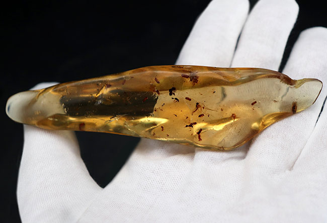 100万年前の森を内包した、12センチ超えのロングサイズ!クモをはじめ、多種多様な虫を内包したコーパル(Copal)(その7)