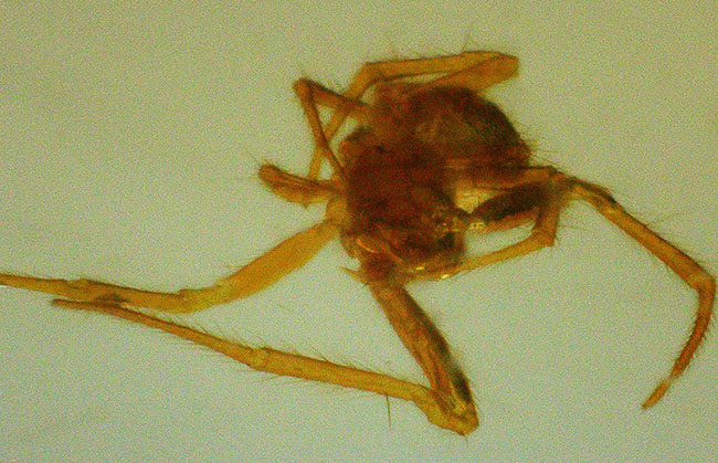 100万年前の森を内包した、12センチ超えのロングサイズ!クモをはじめ、多種多様な虫を内包したコーパル(Copal)(その8)