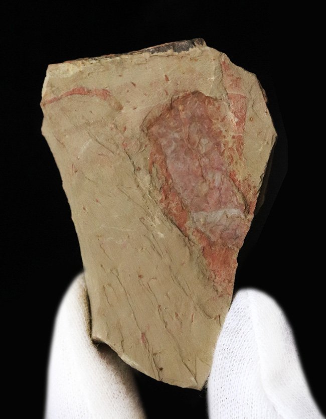 ベリーレア!甲羅の網目模様が精緻に保存された、カンブリアモンスター、ツゾイア・シネンシス(Tuzoia sinensis)の化石(その2)