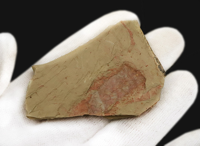 ベリーレア!甲羅の網目模様が精緻に保存された、カンブリアモンスター、ツゾイア・シネンシス(Tuzoia sinensis)の化石(その4)
