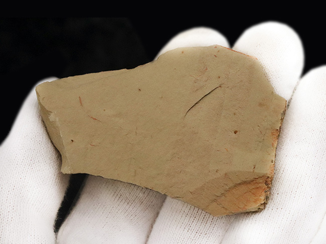 ベリーレア!甲羅の網目模様が精緻に保存された、カンブリアモンスター、ツゾイア・シネンシス(Tuzoia sinensis)の化石(その6)