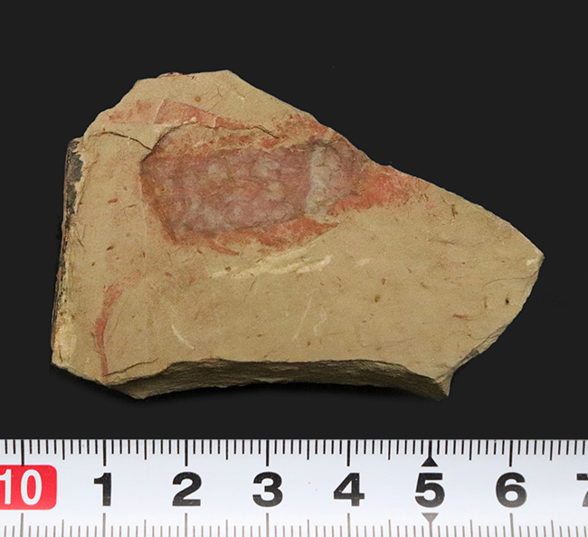 ベリーレア!甲羅の網目模様が精緻に保存された、カンブリアモンスター、ツゾイア・シネンシス(Tuzoia sinensis)の化石(その8)