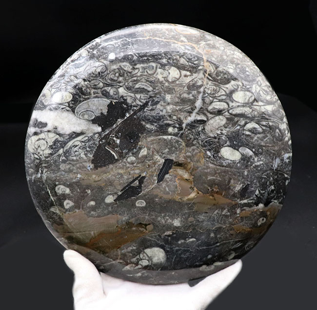 人気！２２センチの大判プレート、ゴニアタイト（Goniatite）を含む石を加工した皿（その4）
