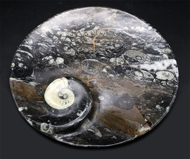 人気！２２センチの大判プレート、ゴニアタイト（Goniatite）を含む石を加工した皿（その7）
