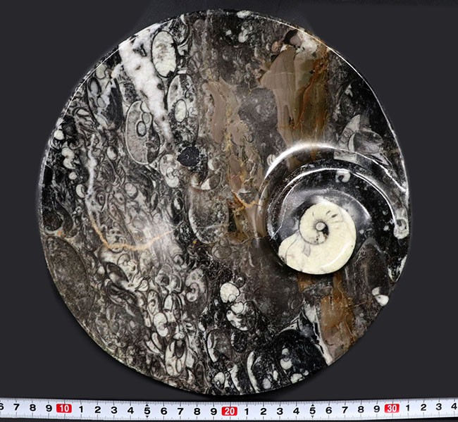 人気！２２センチの大判プレート、ゴニアタイト（Goniatite）を含む石を加工した皿（その8）