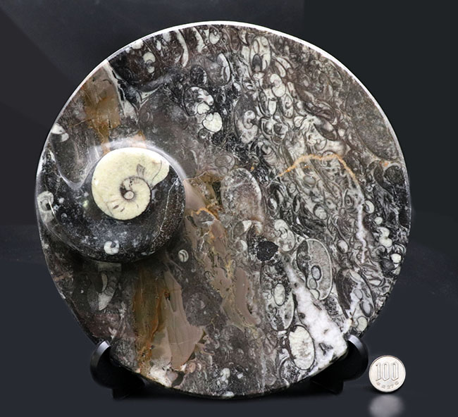 人気！２２センチの大判プレート、ゴニアタイト（Goniatite）を含む石を加工した皿（その9）