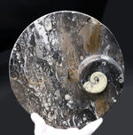 人気！２２センチの大判プレート、ゴニアタイト（Goniatite）を含む石を加工した皿