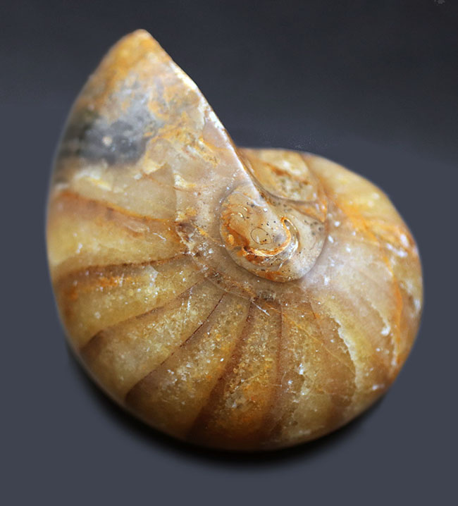 何度でも地球規模の大絶滅を乗り越えた、不死鳥のごとき生物、オウムガイ(Nautilus)の化石(その1)