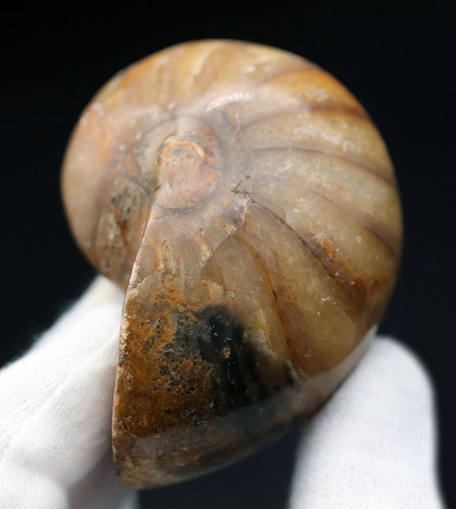 何度でも地球規模の大絶滅を乗り越えた、不死鳥のごとき生物、オウムガイ(Nautilus)の化石(その2)