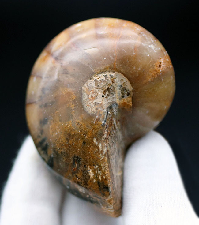 何度でも地球規模の大絶滅を乗り越えた、不死鳥のごとき生物、オウムガイ(Nautilus)の化石(その3)