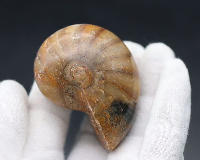 何度でも地球規模の大絶滅を乗り越えた、不死鳥のごとき生物、オウムガイ(Nautilus)の化石(その5)