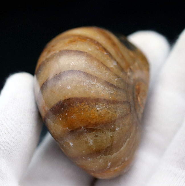 何度でも地球規模の大絶滅を乗り越えた、不死鳥のごとき生物、オウムガイ(Nautilus)の化石(その6)
